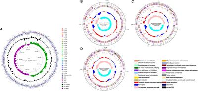 Frontiers | Genome Analysis and Physiological Characterization of 